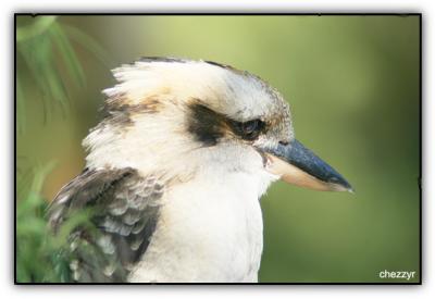 kookaburra