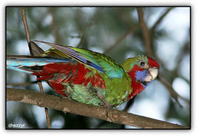 rosella