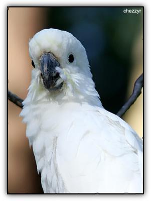 sulphur crested cockatoo