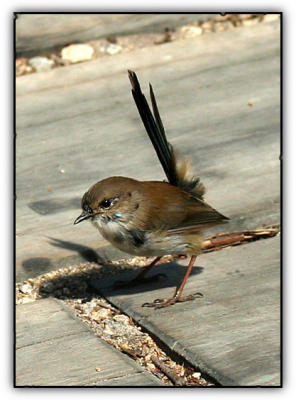  superb fairy wren male - in eclipse plumage