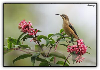 young eastern spinebill
