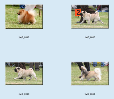 dogs_toy breeds