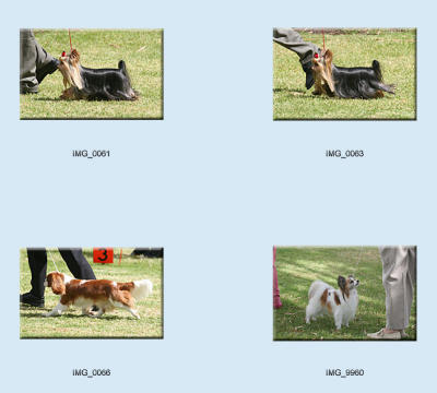 dogs_toy breeds
