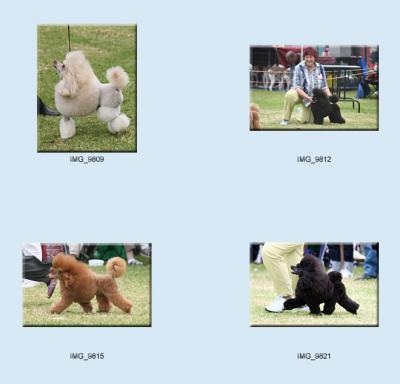 dogs_group7_poodles
