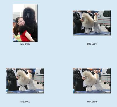 g3/24/475724/3/57439288.dogs_poodles4.jpg