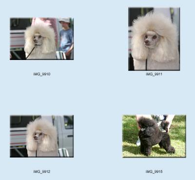 g3/24/475724/3/57439289.dogs_poodles5.jpg