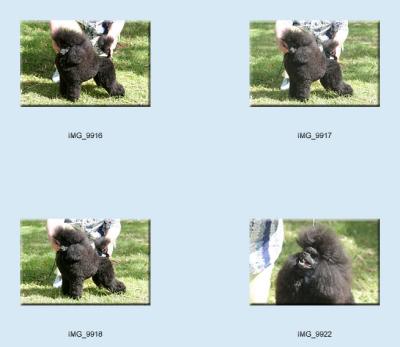 g3/24/475724/3/57439290.dogs_poodles6.jpg