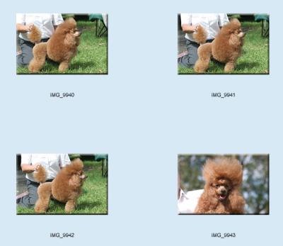 g3/24/475724/3/57439293.dogs_poodles9.jpg