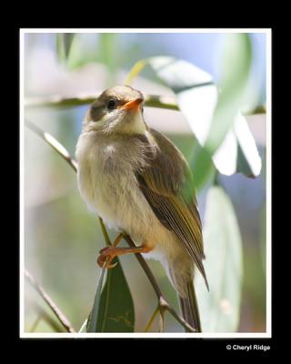 young brown headed honeyeater