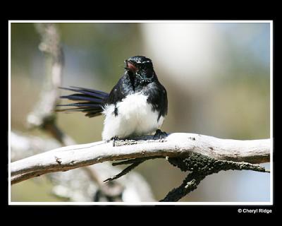 Willie Wagtails