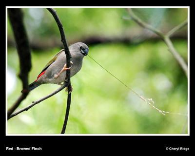 g3/24/475724/3/57553453.redbrowedfinchtwig.jpg