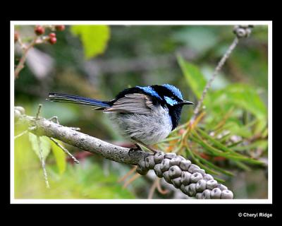 male superb fairy wren