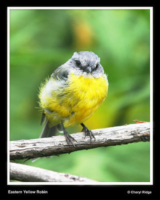 eastern yellow robin
