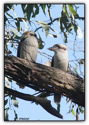 kookaburra pair