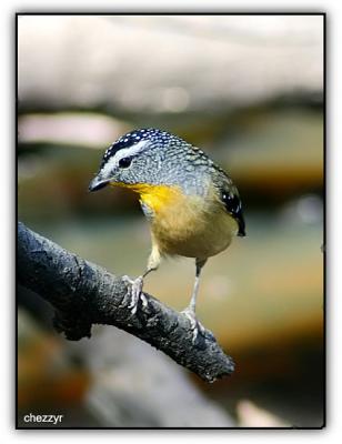 spotted pardalote