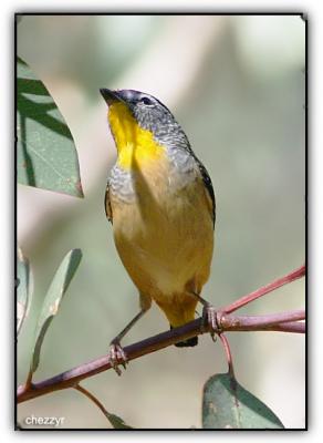 spotted pardalote