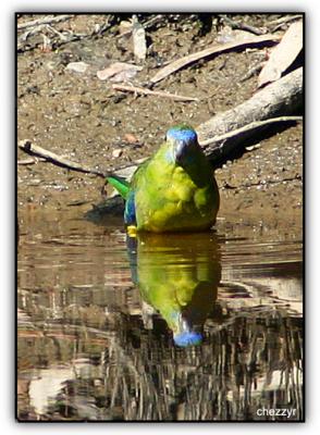 turquoise parrot at chiltern
