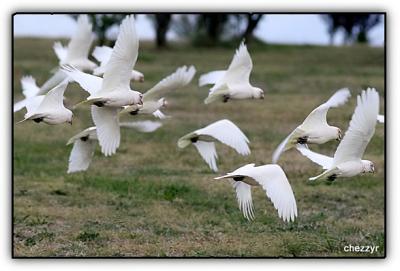 flock of corellas