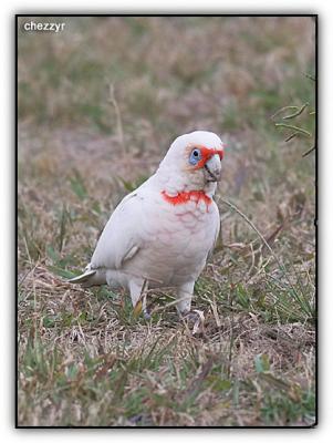 corella