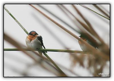 swallows amongst reeds