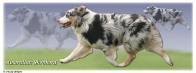 australian shepherd