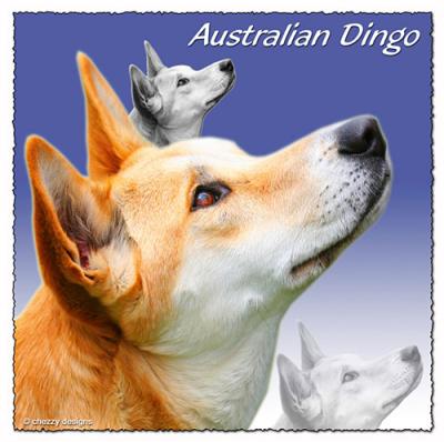 australian dingo