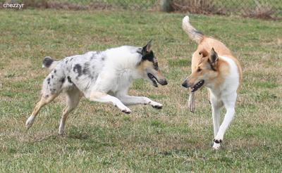 smooth collies_rosie and cherry playing