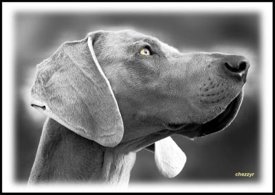 weimaraner