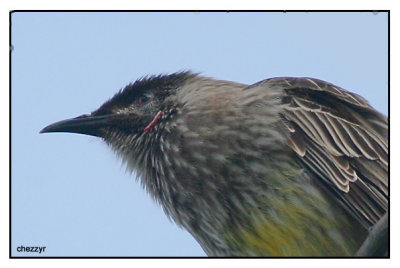 red wattle bird