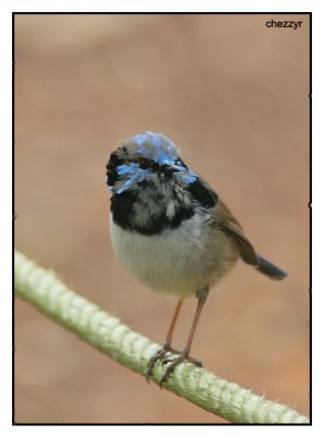  superb fairy wren male - in eclipse plumage