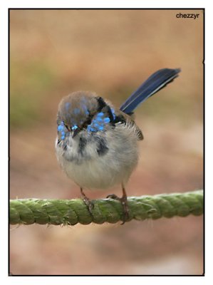  superb fairy wren male - in eclipse plumage