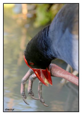 purple swamphen feeding