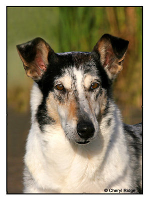Smooth Collie Tinsel