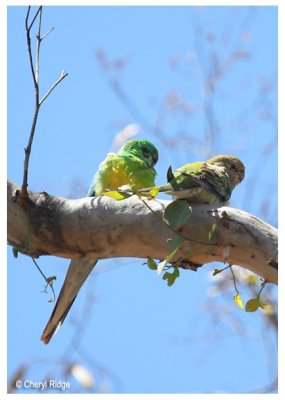 1778-red-rumped-parrots
