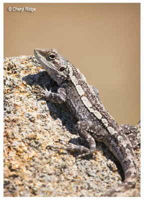 1847- jacky lizard - tree dragon - jacky dragon