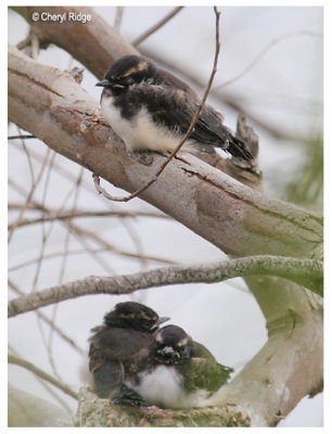 1985-young willie wagtails