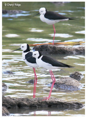 2014-black-winged-stilt