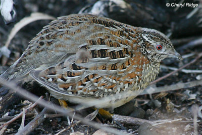 6677-painted-button-quail