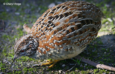 6696-painted-button-quail