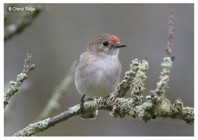 2209-red-capped-robin-female