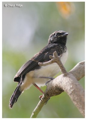 2284- young willie wagtail