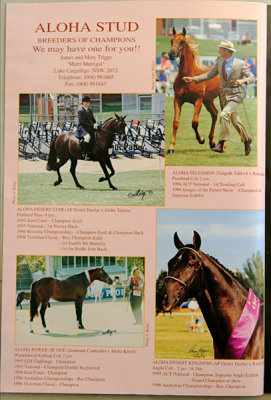 Arabian horse magazine (Crabbet) - 2 photos in ad
