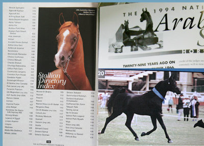 Arabian Yearbook magazine - photos of Arab stallions Naavah and Simeon Sadik