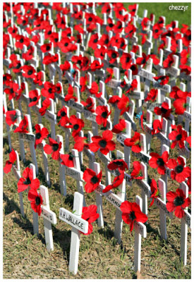 6782 poppies