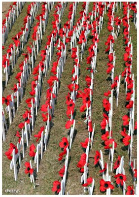 6806 poppies