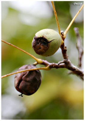 6157 walnuts