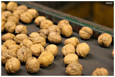 7159 walnuts