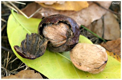 7162 walnuts