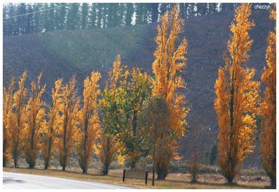 7258 between Myrtleford and Bright