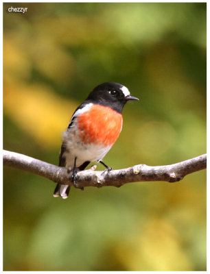 6122- scarlet-robin (male)